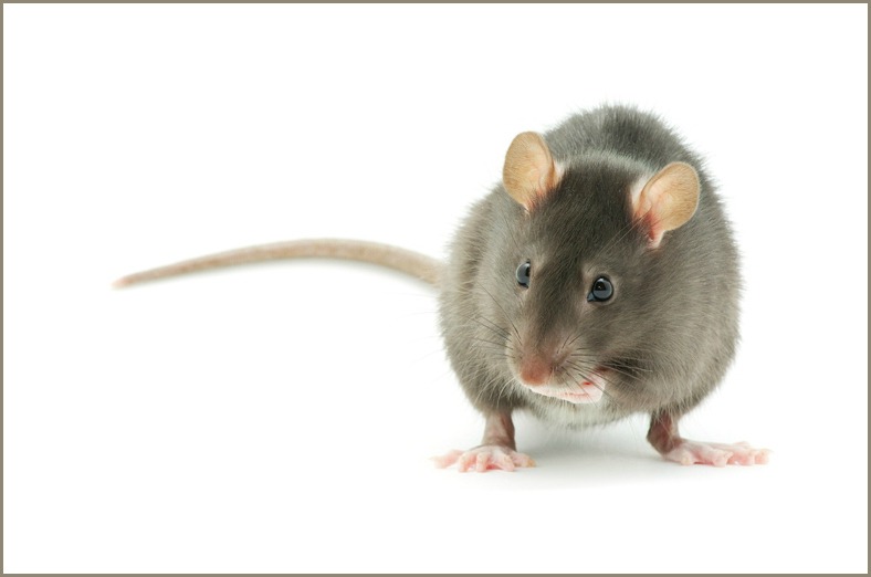 Controle de roedores sinantrópicos